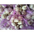 2021 Wholesale Export Natural Chinese High Quality Fresh Normal White Garlic